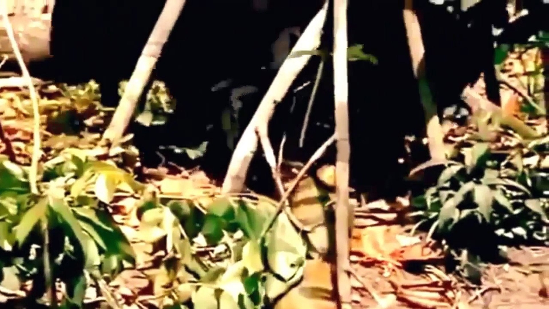 ⁣Anaconda VS Jaguar     Animal Fight Documentary 2015 HD