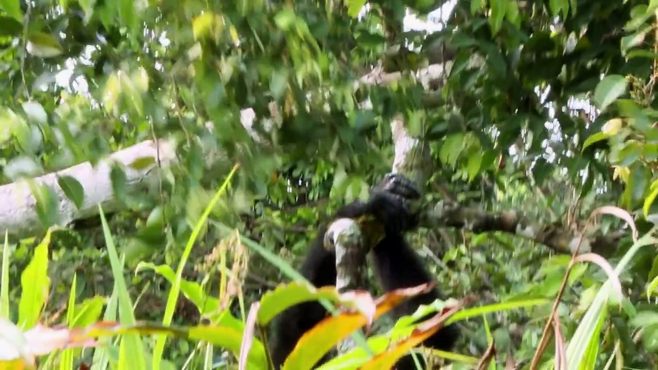 Il élève un gorille comme si c'était son fils et le relâche dans la nature. 5 ans plus tard, les retrouvailles sont émou