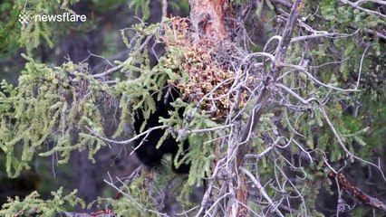 Black cubs messing around in the woods