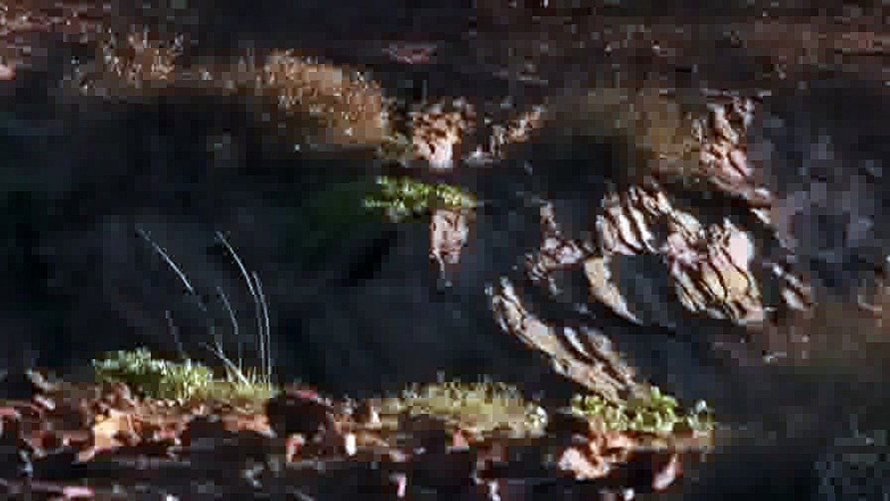 Most Amazing Wild Animal Attacks - Lion,Giraffe,Hyena,Rhino,Wild dogs,Leopard #2