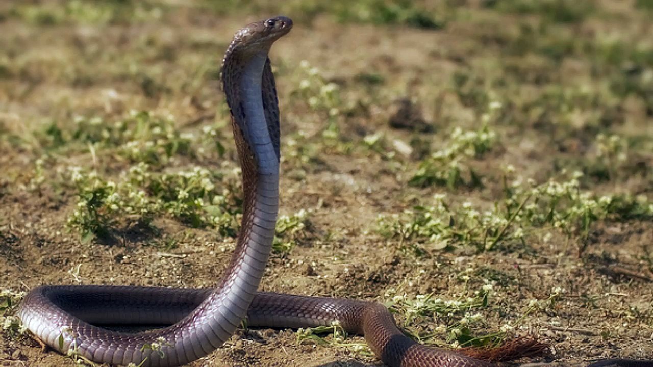 The 6 Most Venomous Snakes in India
