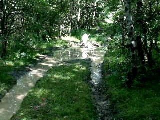 Jeux de mes dogos à la bauge à cochons