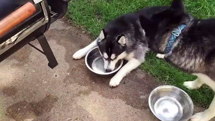 Un chien boit de l'eau, mais quand il découvre qu'il peut faire ÇA? J'ai explosé de rire!