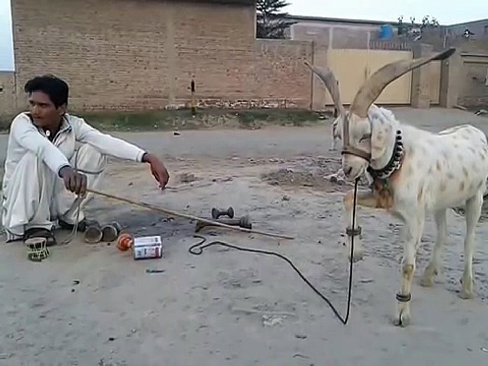 Funny_Goat_Very_Funny_Video_Clips_Funny_Pranks_Pakistani_Funny_Videos