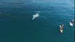 Curious Whales Swim Right Beside Paddleboarders