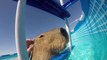 Capybara Takes a Break From Swimming in Pool to Relax