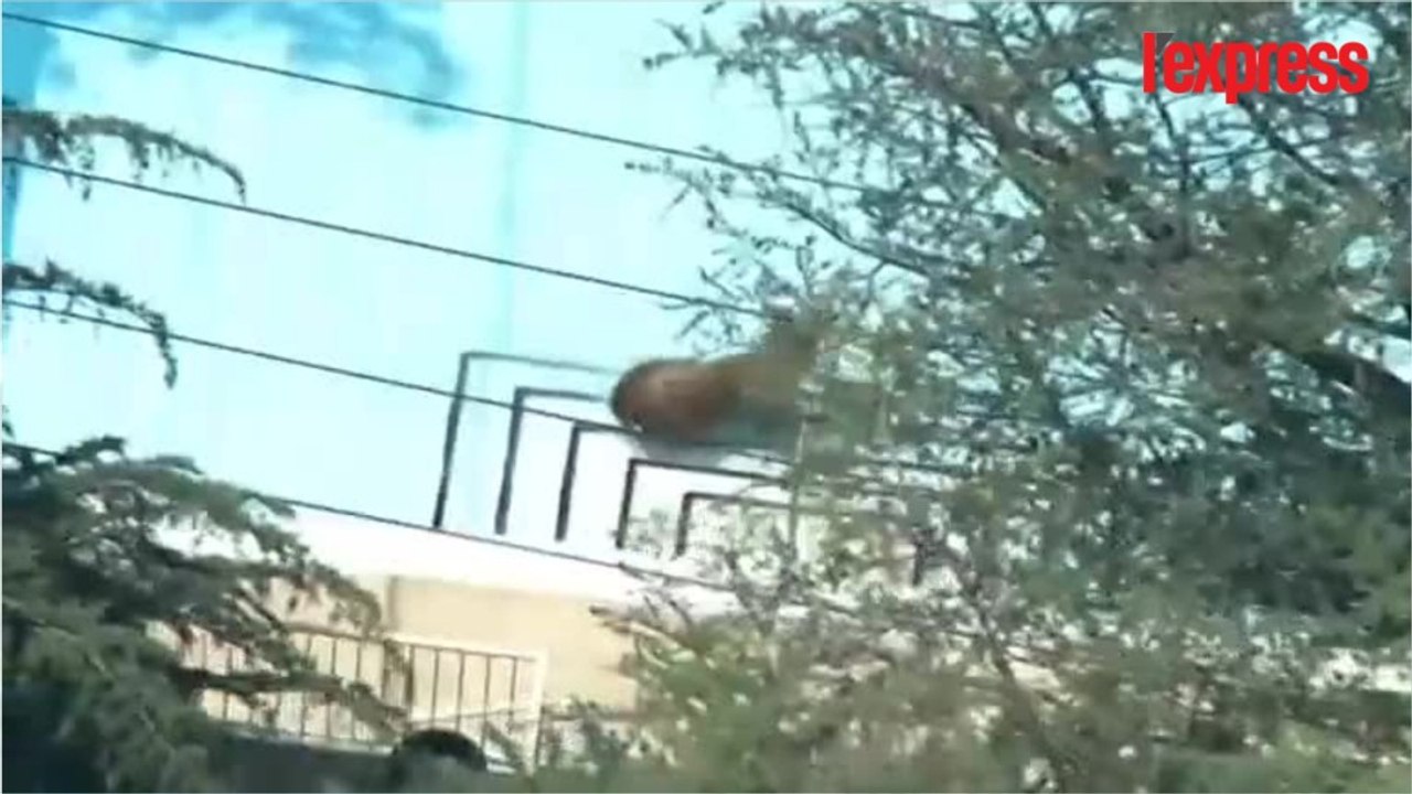 Californie: un ours prend un bain dans une piscine