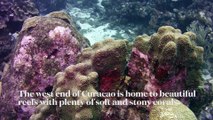 In The Field: Scuba Diving at Mushroom Forest, Curaçao