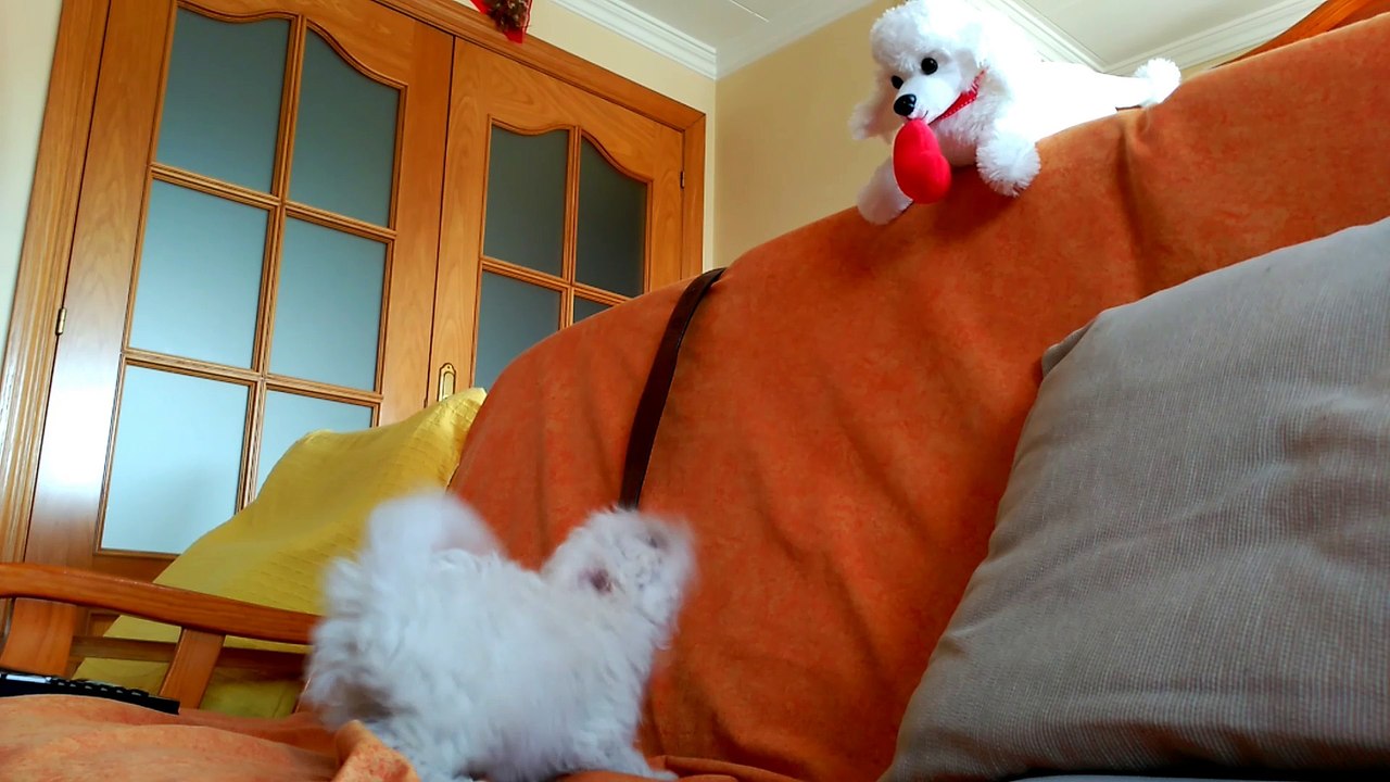 Dog playing with teddy