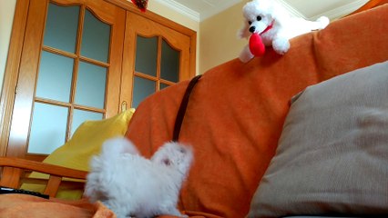 Dog playing with teddy