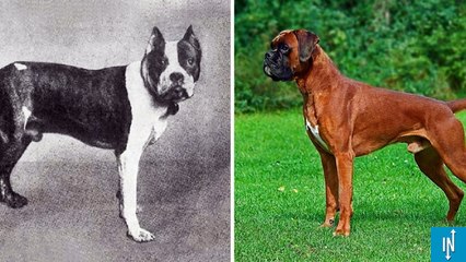 Découvrez comment les races de chien ont évolué ces 100 dernières années
