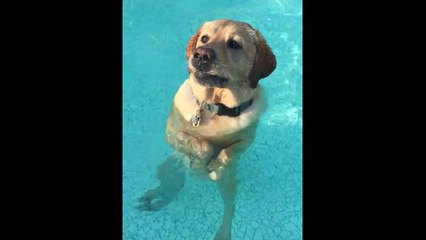 My dog standing and walking in the pool!
