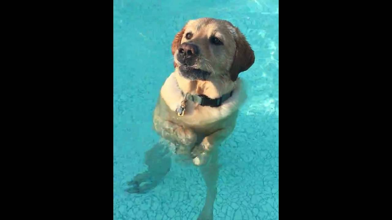 My dog standing and walking in the pool!