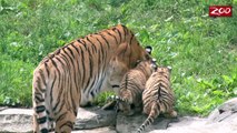 Tiger Cubs _ Columbus Zoo and Aquarium