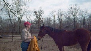 Drago day4 (10 month old quarter horse colt)