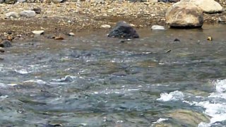 19羅臼川を遡上するカラフト鱒2011 09 11