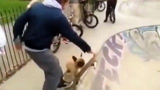 Amazing video of how Dog doing Skateboarding