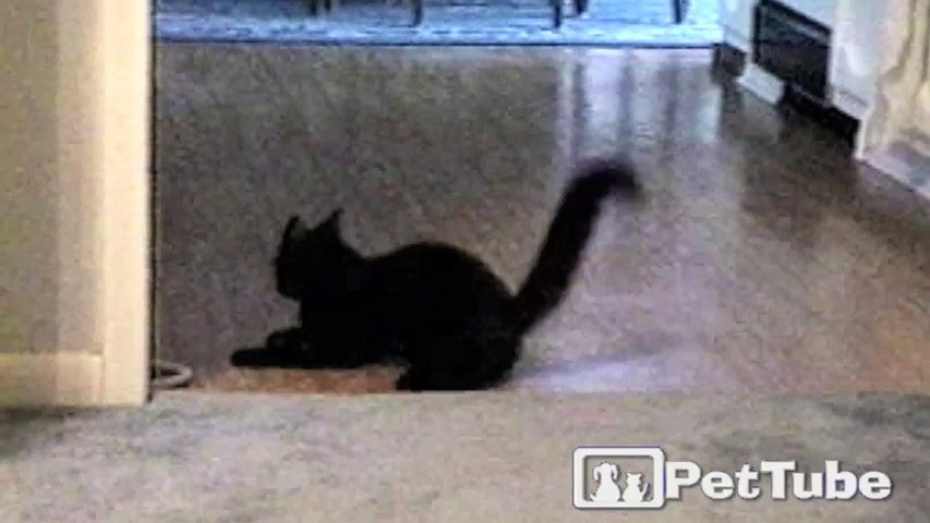 Black Cat Slips and Slides