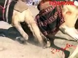 CAMEL fight of pakistani camel