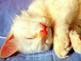 #Cute #Cats #videos of cute #kittens and #funny cat in kitten videos #Compilation(4)