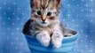 #Cute #Cats #videos of cute #kittens and #funny cat in kitten videos #Compilation(5)