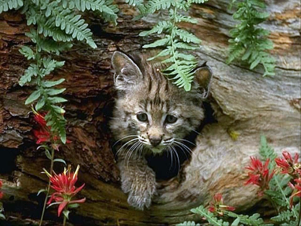 #Cute #Cats #videos of cute #kittens and #funny cat in kitten videos #Compilation(6)