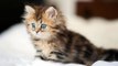 #Cute #Cats #videos of cute #kittens and #funny cat in kitten videos #Compilation