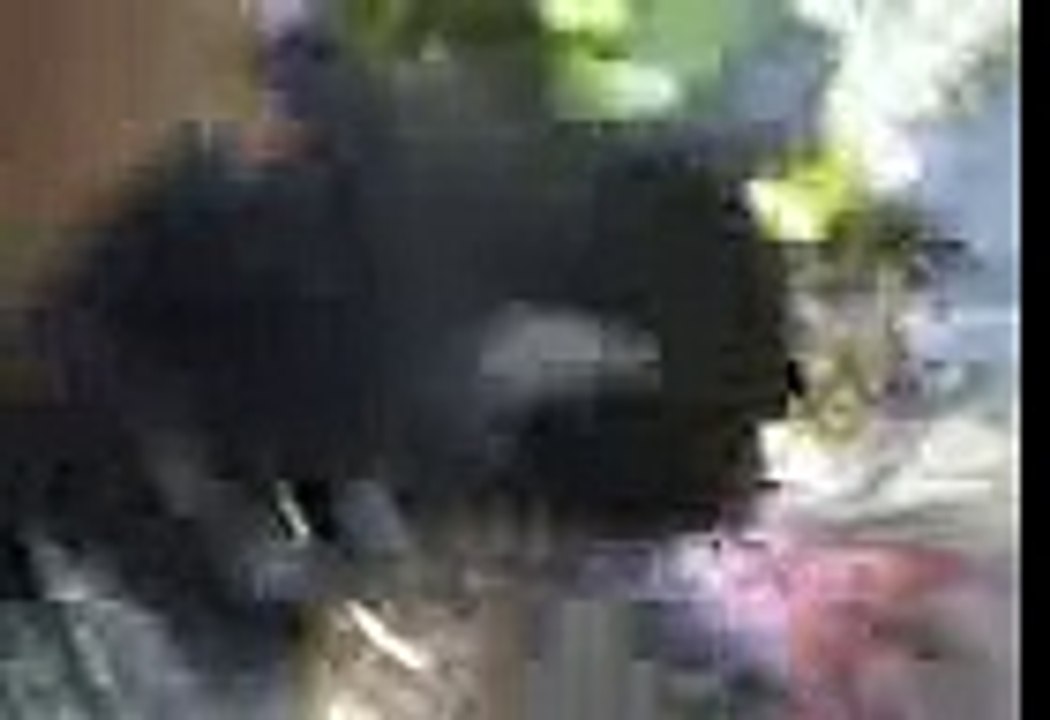 black cat part 20