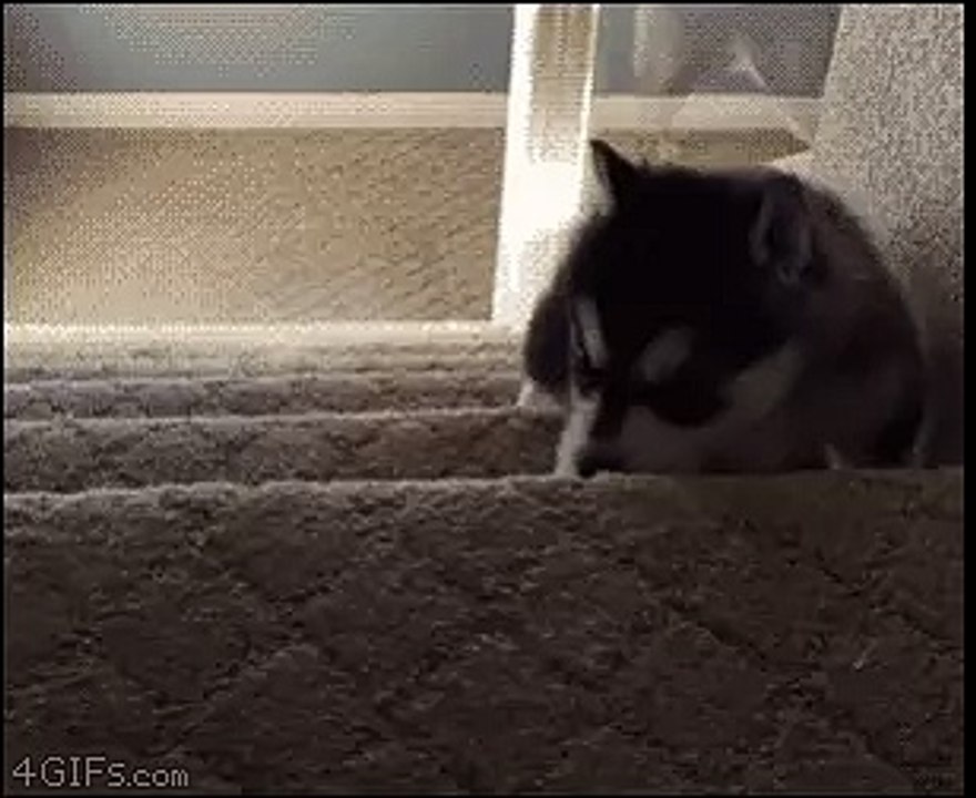 very funny laze dog