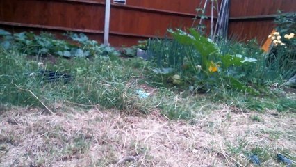 My Garden (Peanut The Cat)