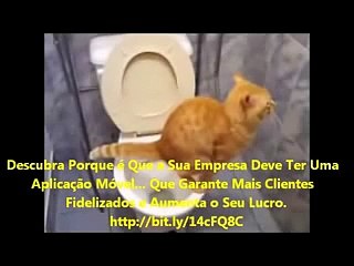 Os 10 Animais Mais Engraçados da Internet