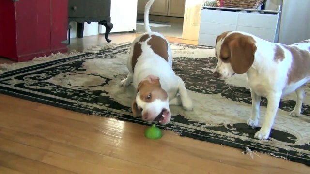 Dog Teaches Puppy How to Play with Lime Cute Dog Maymo and Penny!