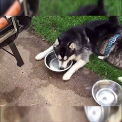Un Huskey souffle dans l'eau pour créer des Bulles