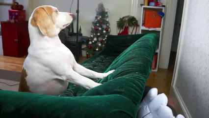 Dog vs. Giant Cartoon Hands  Cute Dog Maymo