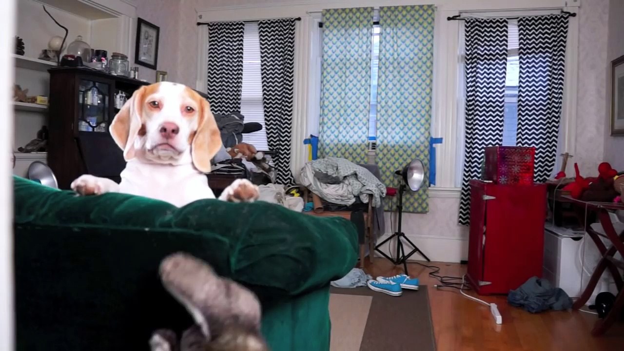 Dog vs. Rabbit Puppet  Cute Dog Maymo