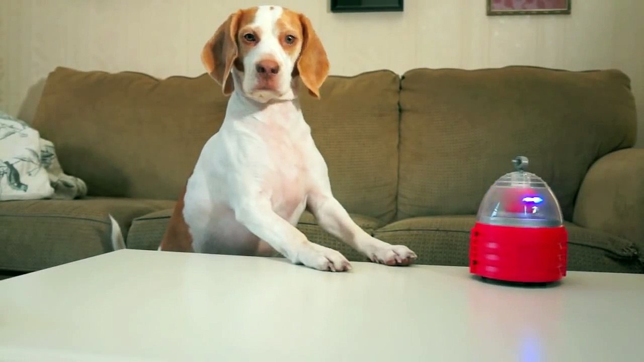 Dog vs. Robot  Cute Dog Maymo