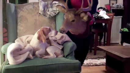 Dog Scared in Deer head Prank   Cute Dog Maymo