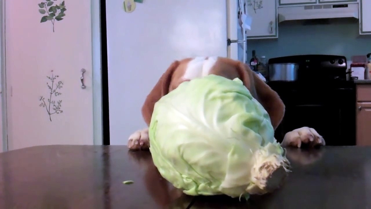 Dog Steals Cabbage   Cute Dog Maymo