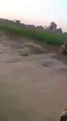 Shocking!!! Pakistani butcher Are Selling Donkey Meat