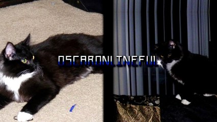 Oscaronlineful's Theme Song November 2012 (11-30-2012)