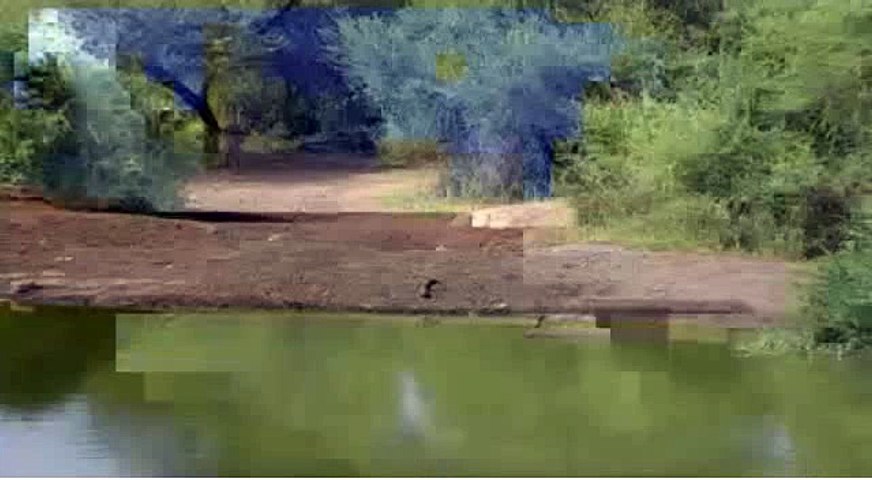 BotswanaPetesPondWaterholeLiveCam 23 Feb 2016 Small crocodile