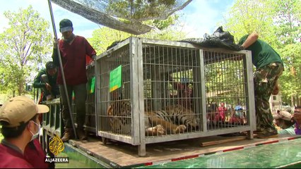 Thai Tiger Temple probe discovers possible slaughterhouse