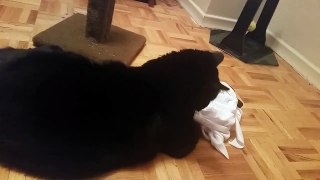 Cat playing with his Halloween Toy