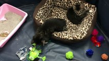 Ava, Mitsy and Toes - Kittens Available for Adoption!