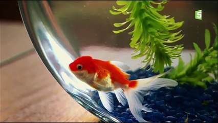 La vie domestique des animaux sauvages