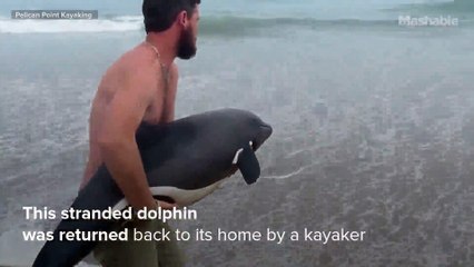 Stranded baby dolphin 'took off like a bullet' when returned home