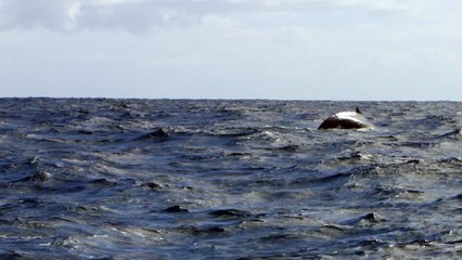 La queue de la baleine