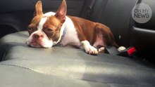 Peut-on briser la vitre d'une voiture pour venir en aide à un chien en cas d'urgence ?