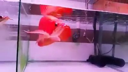 Asian Arowana Fish Now On Sale In Canada,United states,Europe