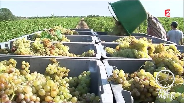 Les vendanges ont commencé dans les Pyrénées-Orientales - france2